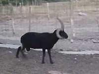 Ram, Shetland sheep — photo 1