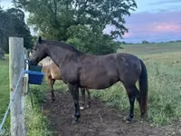 母马, Black Sea breed — 照片 3