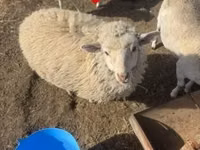 母羊, Sheep — 照片 2