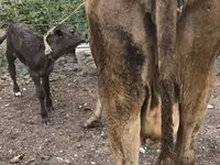 Cow, Simmental cattle — photo 4