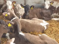 ثور, Simmental cattle — الصورة 6