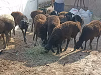 Sheep (batch, sex not specified), Tajik sheep — photo 5