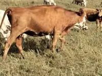 Vaca, Vaca de estepa roja — foto 2