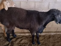 Carnero, Rambouillet sheep — foto 4