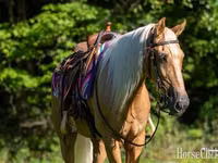 حصان, Palomino — الصورة 5