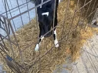 公牛, Holstein breed — 照片 5
