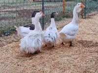 Geese — picha 7