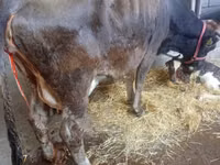 Cow, Cattle — photo 3