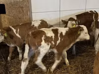 Ng'ombe dume, Simmental cattle — picha 5