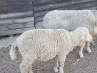 绵羊（批次，未指定性别）, Sheep — 照片 2