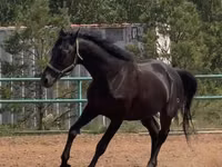घोड़ा, Trakehner — फ़ोटो 3