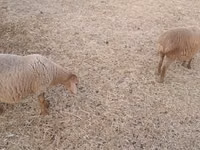 भेड़ें (लॉट, लिंग निर्दिष्ट नहीं), भेड़ — फ़ोटो 1