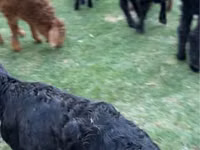 बकरियाँ (लॉट, लिंग निर्दिष्ट नहीं), बकरियाँ — फ़ोटो 2