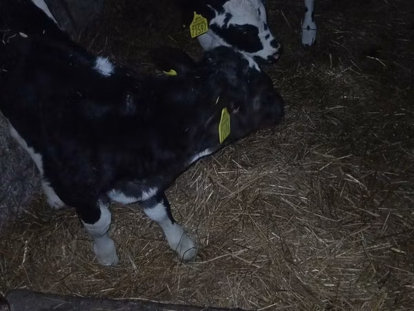 सांड, Russian Black pied cattle