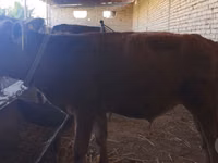 公牛, Cattle — 照片 1