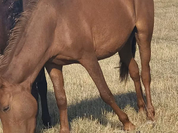 Faras dhaddig, Horse breed