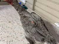 澳大利亚斗鸡 — 照片 5