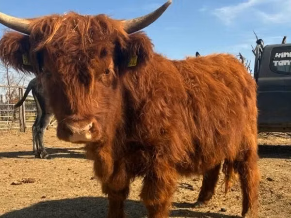Cow, Highland
