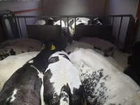 Ng'ombe (kikundi, jinsia haijatajwa), Russian Black pied cattle — picha 5