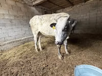 母牛, Swiss cattle — 照片 6