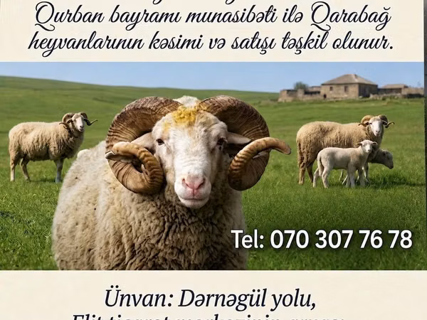 Ram, Sheep