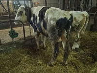 सांड, Russian Black pied cattle — फ़ोटो 1