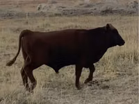 公牛, Kazakh White-headed cow — 照片 5