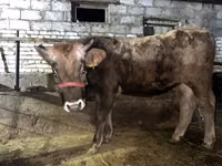 Dibi, Cattle — sawirka 3