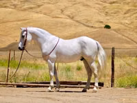 घोड़ा, Quarter Horse — फ़ोटो 2