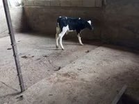 Toro, Russian Black pied cattle — foto 2