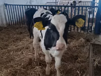 公牛, Russian Black pied cattle — 照片 1