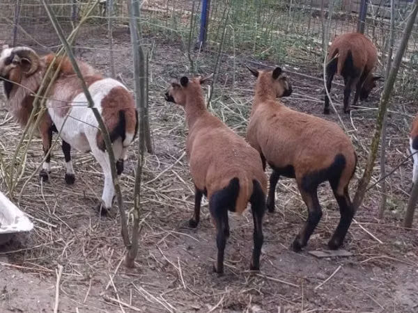 Widder, Cameroon sheep