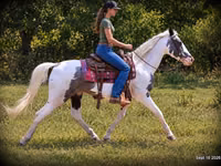 Hengst, National Show Horse — Foto 3