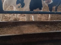 公牛, Russian Black pied cattle — 照片 2
