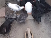 Australian Pit Game fowl — sawirka 2