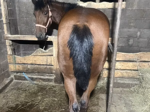 公马, New Altai Horse