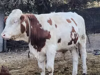 Bulle, Simmental cattle — Foto 2