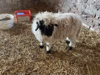 Ram, Wallis Country sheep — photo 3