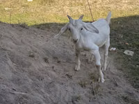 Cabro, Russian White goat — foto 2