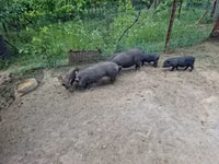 Boar — photo 4