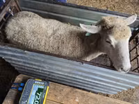 Sheep, Kuibyshev sheep — photo 2