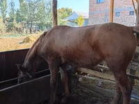 Mare, Horses — photo 2
