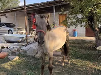Farasi dume, Tiger horse — picha 1