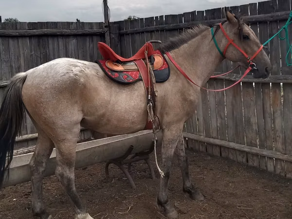 घोड़ा, Kazakh horse