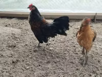 Czech Gold Brindled Hen — picha 6
