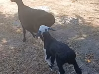Sheep, Sheep — photo 1