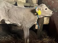 Ng'ombe jike, Charolais cattle — picha 1