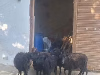 Sheep, Ouessant sheep — photo 1