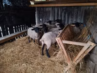 Schafe (Partie, Geschlecht nicht angegeben), White Suffolk sheep — Foto 6