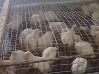 مانتشوريان غولدن — الصورة 1